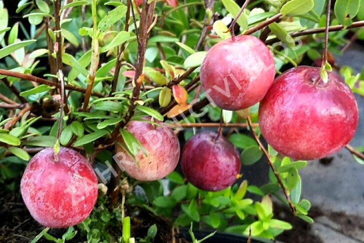 Klikva velkoplodá 'Big Pearl' - Vaccinium macrocarpon 'Big Pearl'