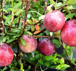 Klikva velkoplodá 'Big Pearl' - Vaccinium macrocarpon 'Big Pearl'