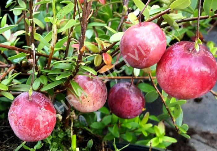 Klikva velkoplodá 'Big Pearl' - Vaccinium macrocarpon 'Big Pearl'