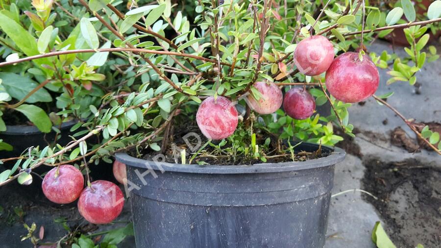 Klikva velkoplodá 'Big Pearl' - Vaccinium macrocarpon 'Big Pearl'