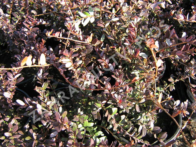 Klikva velkoplodá 'Big Pearl' - Vaccinium macrocarpon 'Big Pearl'