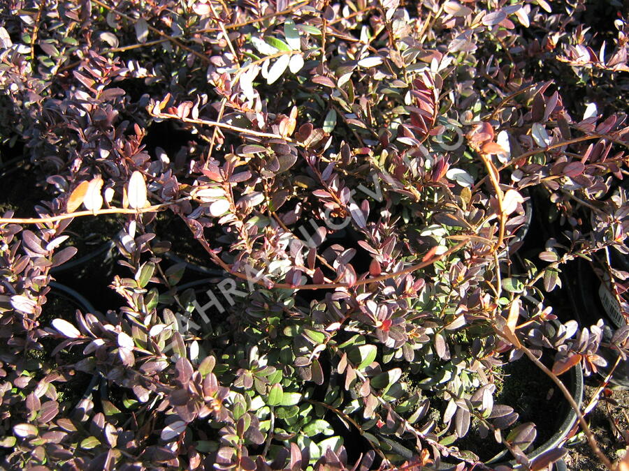 Klikva velkoplodá 'Big Pearl' - Vaccinium macrocarpon 'Big Pearl'