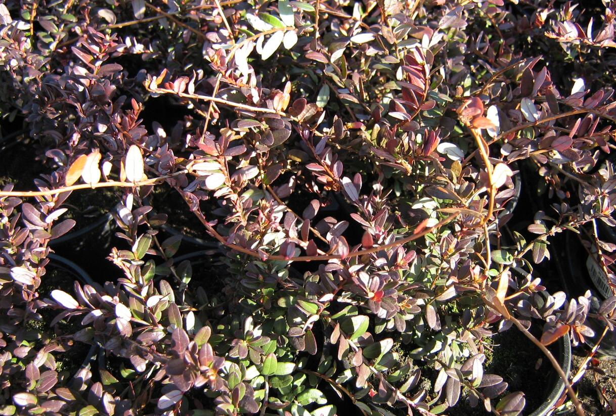 Klikva velkoplodá 'Big Pearl' - Vaccinium macrocarpon 'Big Pearl'