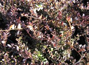 Klikva velkoplodá 'Big Pearl' - Vaccinium macrocarpon 'Big Pearl'