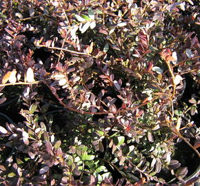 Klikva velkoplodá 'Big Pearl' - Vaccinium macrocarpon 'Big Pearl'