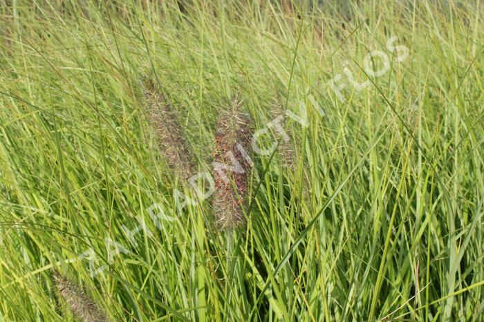 Dochan psárkovitý 'Herbstfreude' - Pennisetum alopecuroides 'Herbstfreude'