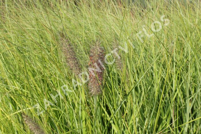 Dochan psárkovitý 'Herbstfreude' - Pennisetum alopecuroides 'Herbstfreude'