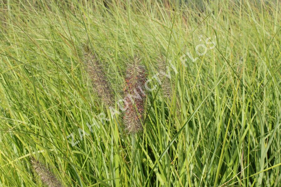 Dochan psárkovitý 'Herbstfreude' - Pennisetum alopecuroides 'Herbstfreude'