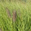 Dochan psárkovitý 'Herbstfreude' - Pennisetum alopecuroides 'Herbstfreude'