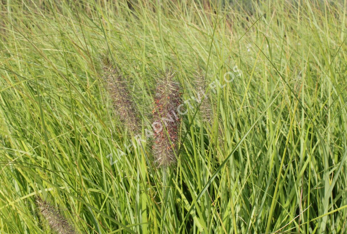 Dochan psárkovitý 'Herbstfreude' - Pennisetum alopecuroides 'Herbstfreude'