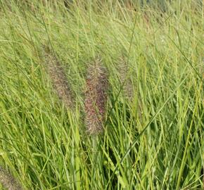 Dochan psárkovitý 'Herbstfreude' - Pennisetum alopecuroides 'Herbstfreude'