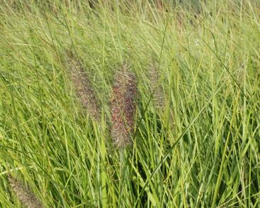 Dochan psárkovitý 'Herbstfreude'
