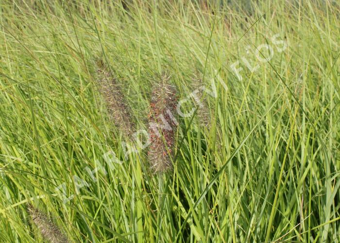 Dochan psárkovitý 'Herbstfreude' - Pennisetum alopecuroides 'Herbstfreude'