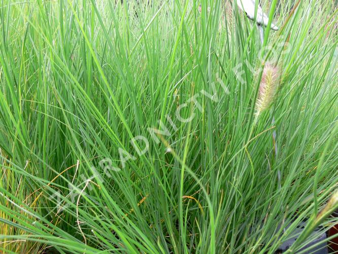 Dochan psárkovitý 'Herbstzauber' - Pennisetum alopecuroides 'Herbstzauber'