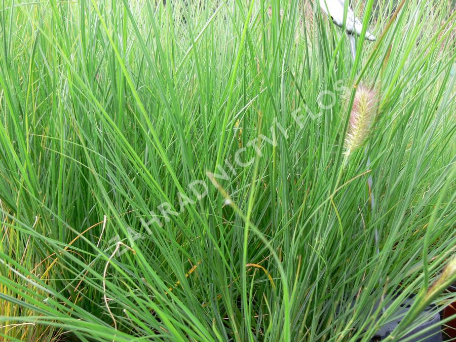 Dochan psárkovitý 'Herbstzauber' - Pennisetum alopecuroides 'Herbstzauber'