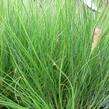 Dochan psárkovitý 'Herbstzauber' - Pennisetum alopecuroides 'Herbstzauber'