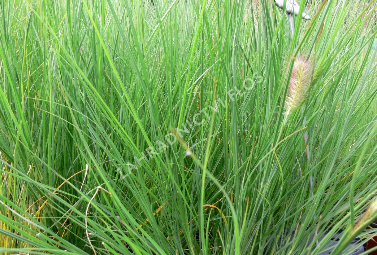 Dochan psárkovitý 'Herbstzauber' - Pennisetum alopecuroides 'Herbstzauber'