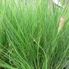 Dochan psárkovitý 'Herbstzauber' - Pennisetum alopecuroides 'Herbstzauber'