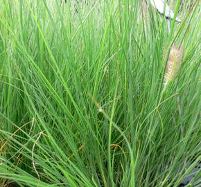 Dochan psárkovitý 'Herbstzauber' - Pennisetum alopecuroides 'Herbstzauber'