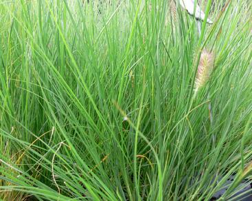 Dochan psárkovitý 'Herbstzauber'