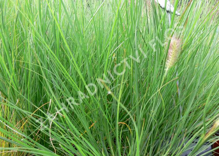 Dochan psárkovitý 'Herbstzauber' - Pennisetum alopecuroides 'Herbstzauber'