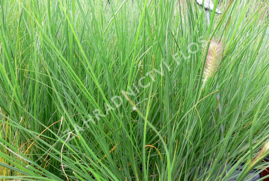 Dochan psárkovitý 'Herbstzauber' - Pennisetum alopecuroides 'Herbstzauber'
