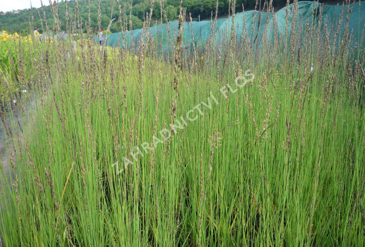 Bezkolenec modrý 'Heidebraut' - Molinia caerulea 'Heidebraut'