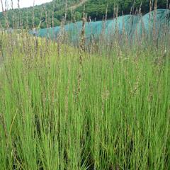 Bezkolenec modrý 'Heidebraut' - Molinia caerulea 'Heidebraut'