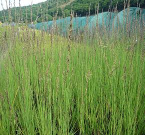 Bezkolenec modrý 'Heidebraut' - Molinia caerulea 'Heidebraut'