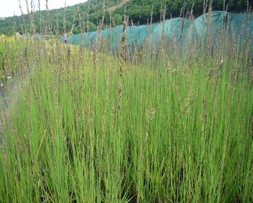 Bezkolenec modrý 'Heidebraut'