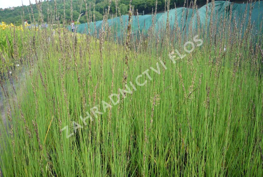 Bezkolenec modrý 'Heidebraut' - Molinia caerulea 'Heidebraut'