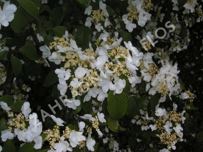 Kalina japonská - Viburnum plicatum