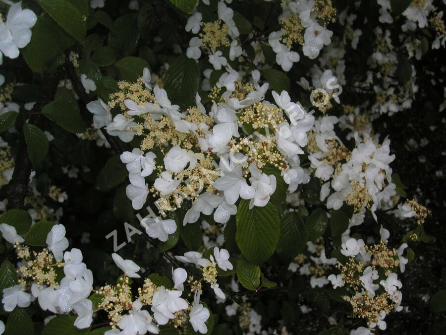 Kalina japonská - Viburnum plicatum