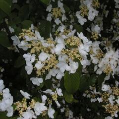 Kalina japonská - Viburnum plicatum