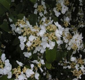 Kalina japonská - Viburnum plicatum