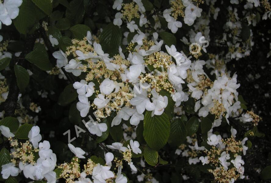Kalina japonská - Viburnum plicatum