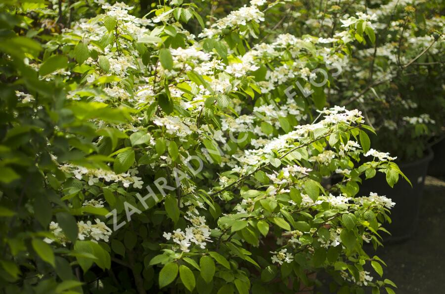 Kalina japonská 'Mariesii' - Viburnum plicatum 'Mariesii'