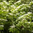 Kalina japonská 'Mariesii' - Viburnum plicatum 'Mariesii'