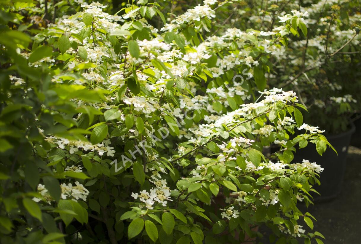 Kalina japonská 'Mariesii' - Viburnum plicatum 'Mariesii'