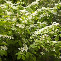 Kalina japonská 'Mariesii' - Viburnum plicatum 'Mariesii'