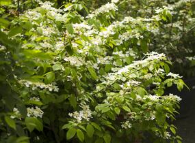 Kalina japonská 'Mariesii' - Viburnum plicatum 'Mariesii'