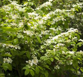 Kalina japonská 'Mariesii' - Viburnum plicatum 'Mariesii'