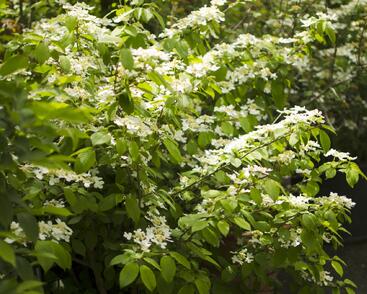 Kalina japonská 'Mariesii'