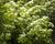 Kalina japonská 'Mariesii'