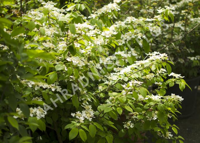 Kalina japonská 'Mariesii' - Viburnum plicatum 'Mariesii'