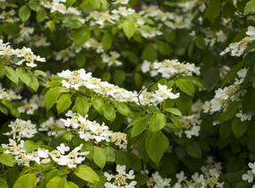 Kalina japonská 'Mariesii' - Viburnum plicatum 'Mariesii'