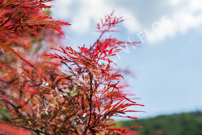 Javor dlanitolistý 'Inaba Shidare' - Acer palmatum 'Inaba Shidare'