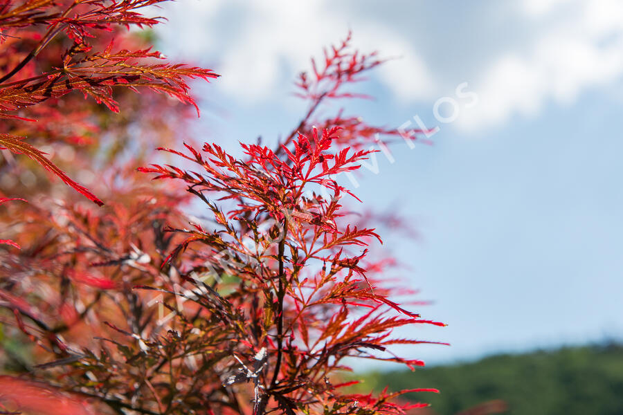 Javor dlanitolistý 'Inaba Shidare' - Acer palmatum 'Inaba Shidare'