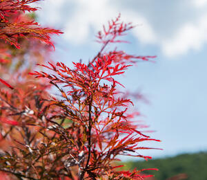 Javor dlanitolistý 'Inaba Shidare' - Acer palmatum 'Inaba Shidare'