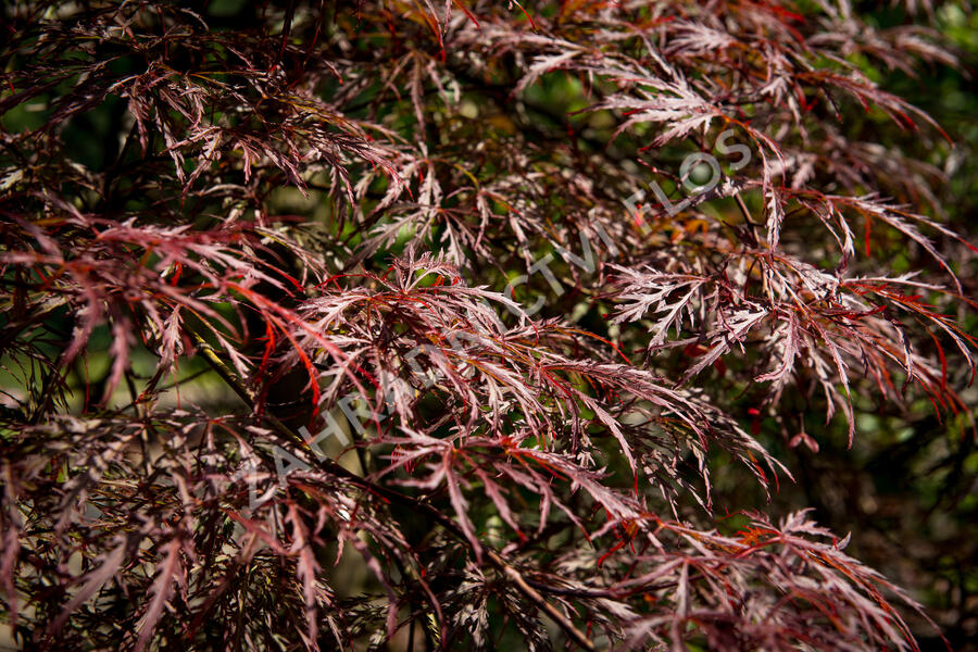 Javor dlanitolistý 'Inaba Shidare' - Acer palmatum 'Inaba Shidare'